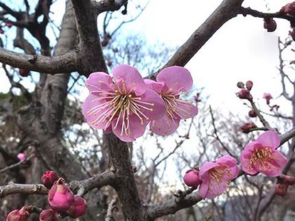 ファルコン植物記（１４４３）＜...