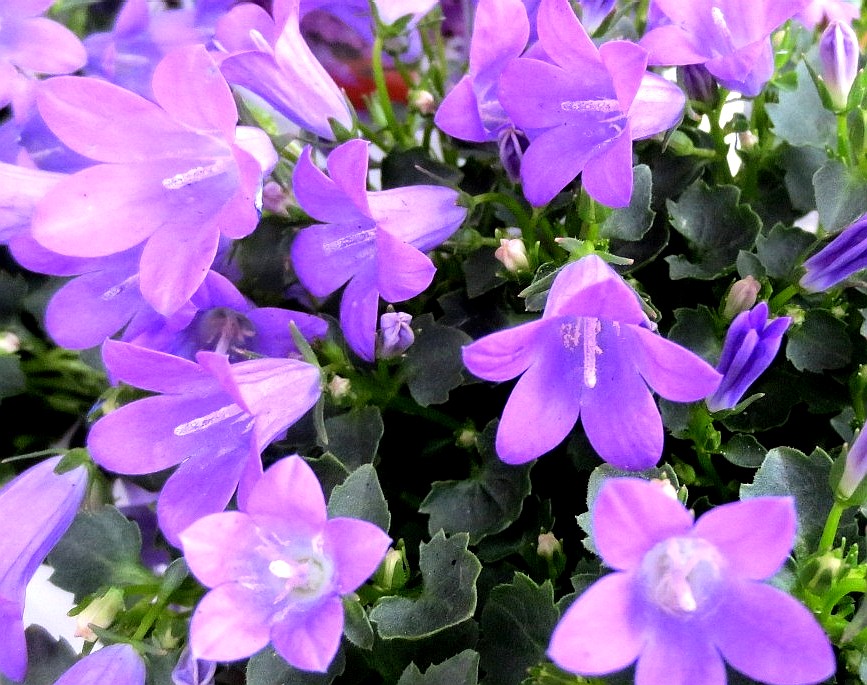 ファルコン植物記 ２４８ 青紫色の花 神戸 ファルコンの散歩メモ Bloguru