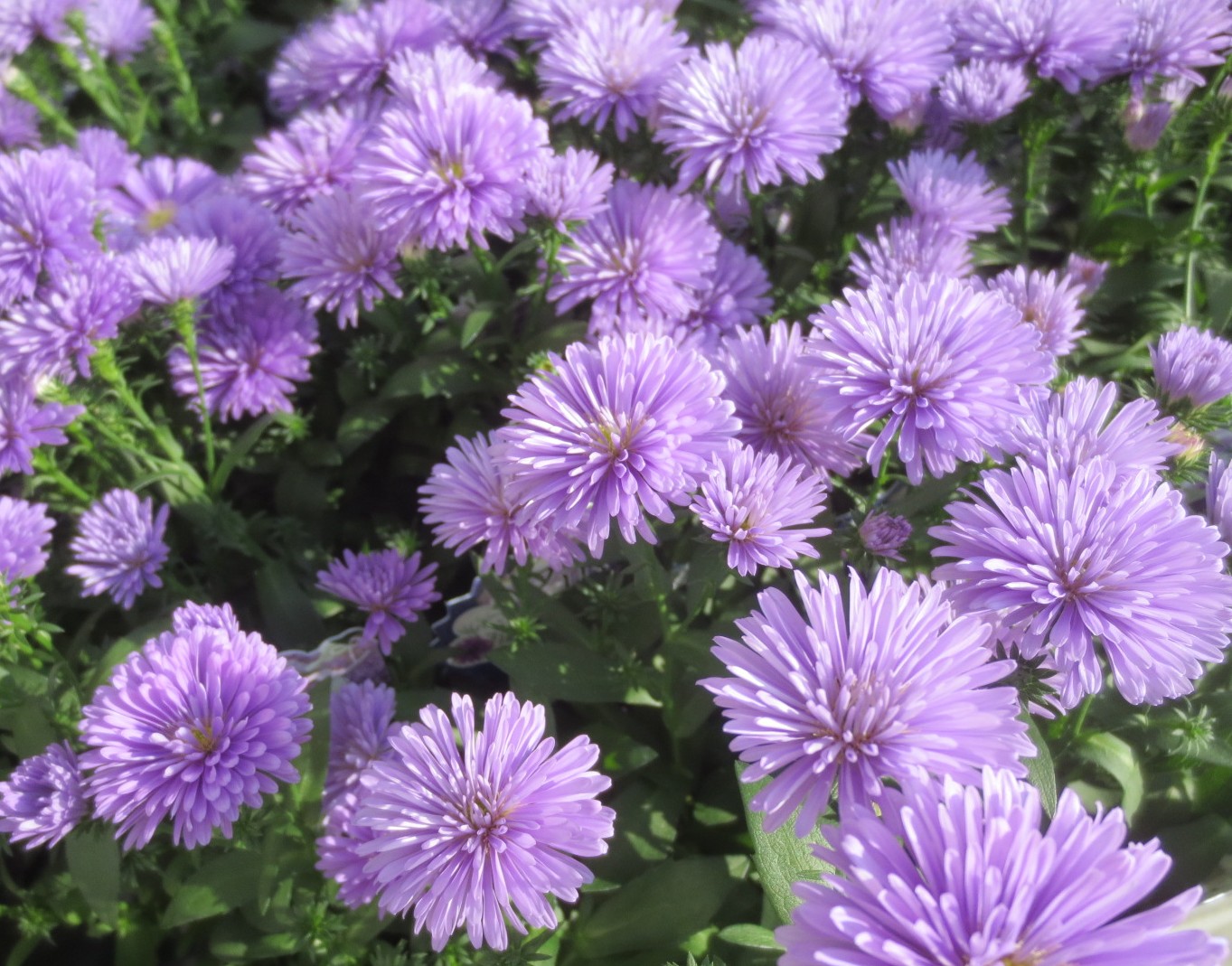 ファルコン植物記 ４９７ 青紫色の八重 神戸 ファルコンの散歩メモ Bloguru