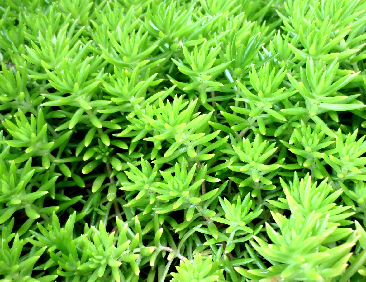 ファルコン植物記 ６４５ 黄緑色の葉 神戸 ファルコンの散歩メモ Bloguru