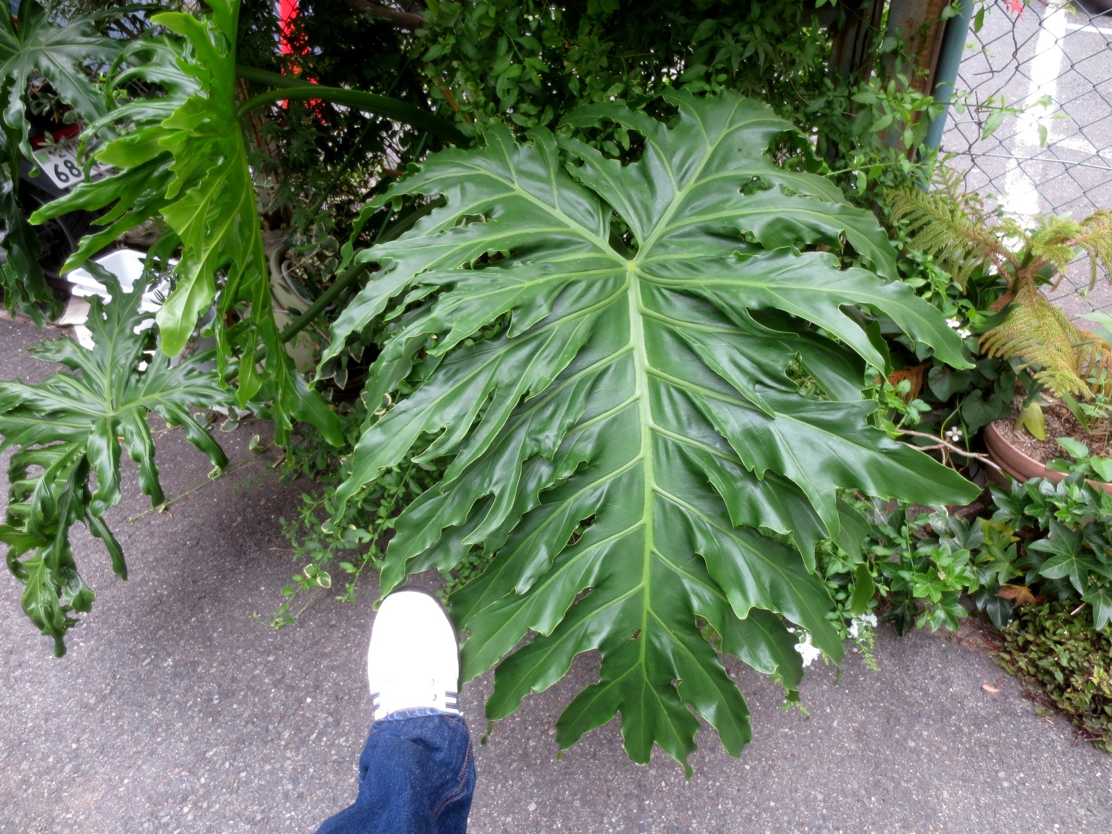 ファルコン植物記 ８０９ 巨大な葉 モ 神戸 ファルコンの散歩メモ Bloguru