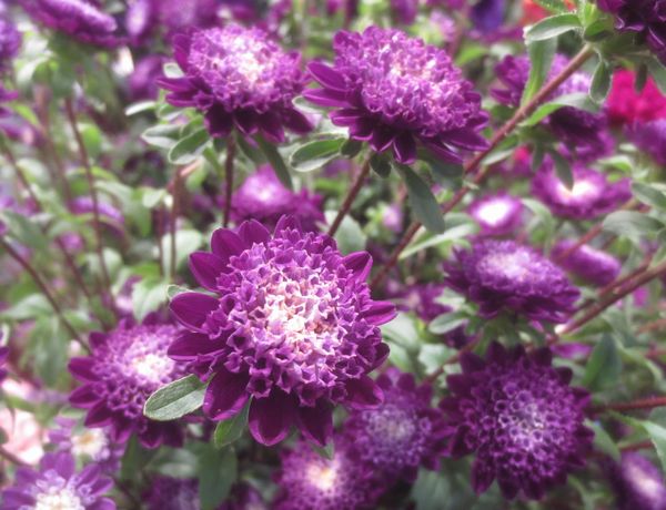 ファルコン植物記 １３０６ 青紫色の花 神戸 ファルコンの散歩メモ Bloguru