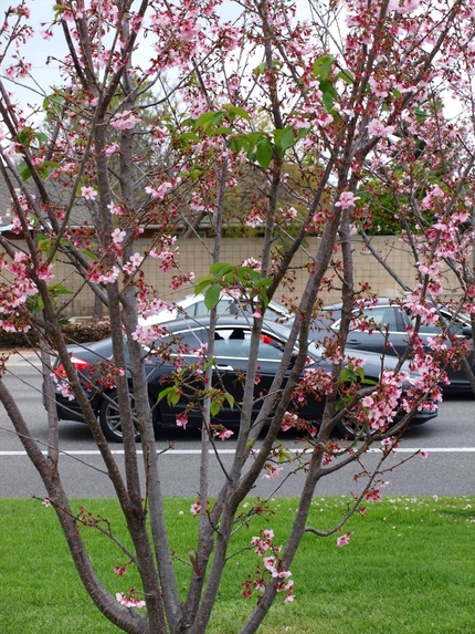 道路の脇の桜