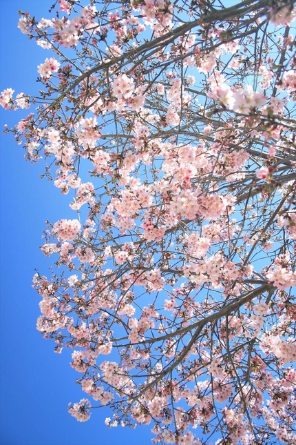 ロサンゼルスの青空と桜