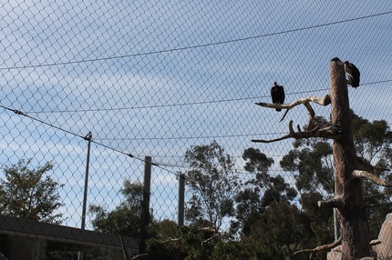 絶滅寸前だったカリフォルニアコ...