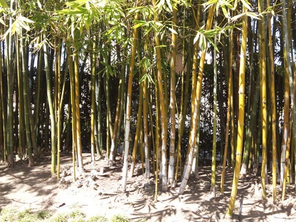 歩道に立ち並ぶ丈夫な竹