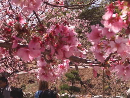 桜の花の色がきれいです！