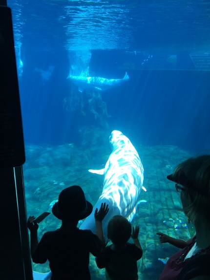 白イルカは初めて見ました