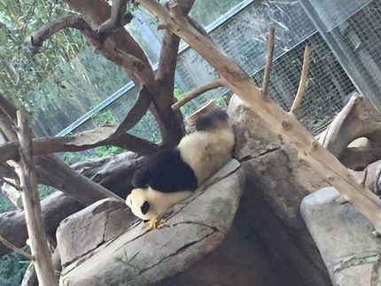 パンダの可愛い寝姿
