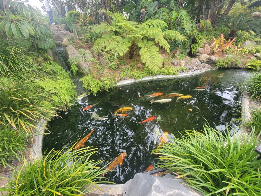 大きめの池には鯉もいました✨