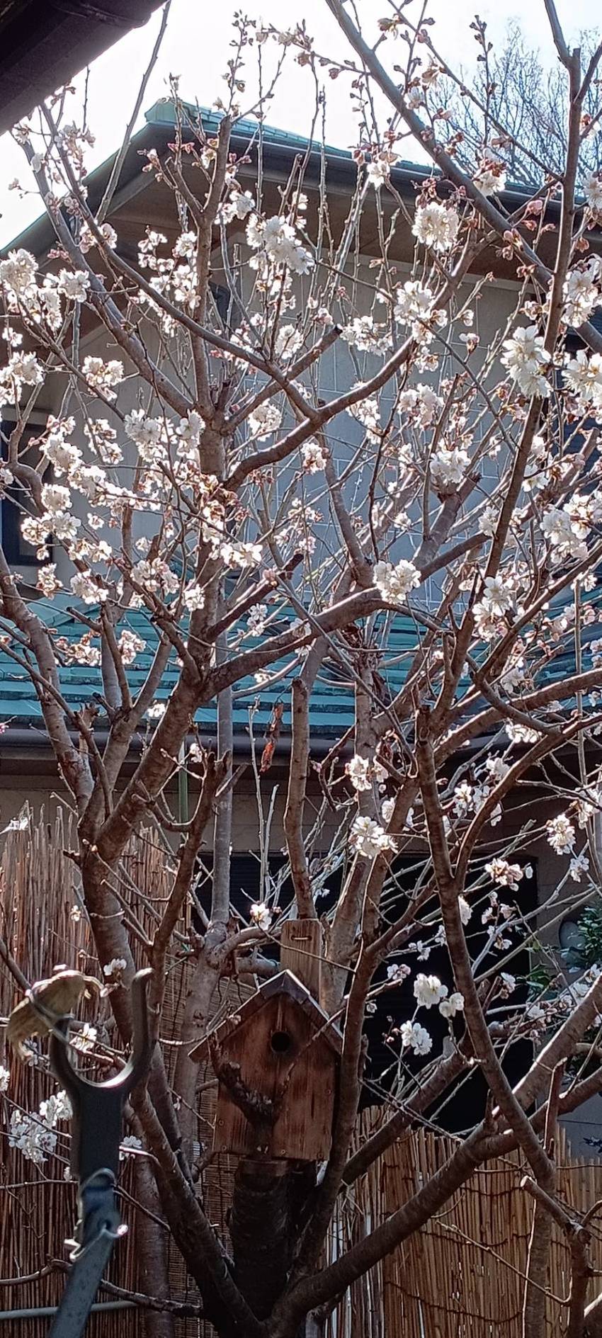 庭の桜②