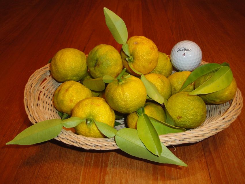 収穫した柚子の一部 ゴルフボー...