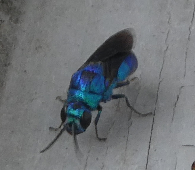 瑠璃色の昆虫