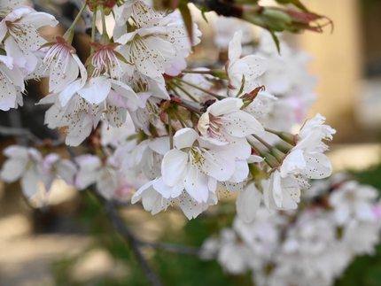 総本山善通寺「涅槃桜」（●＾o...