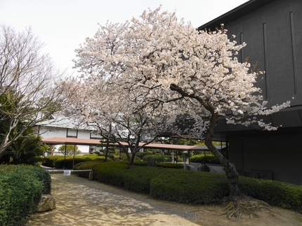 春の訪れ告げる「涅槃桜」満開／...