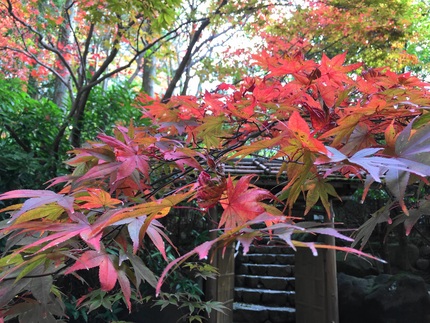 中の坊瑞苑のお庭の紅葉