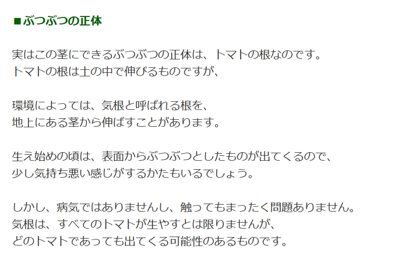 トマト 茎にぶつぶつが エンジェルライフ 高松 Bloguru