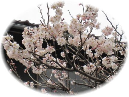 さくらんぼ桜