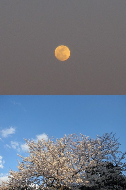 天空の月・・・地上の桜