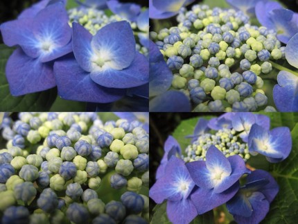 雨色*紫陽花