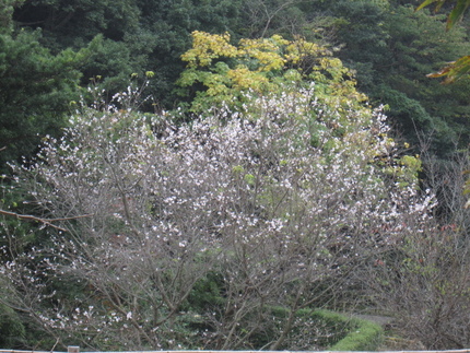 静かな山間には子福桜が満開です