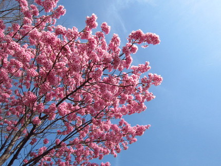 亀山インターの桜