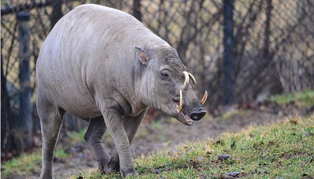 世界一 醜い動物は サミー新開のシネマ フリークとロサンゼルス人生活 Bloguru