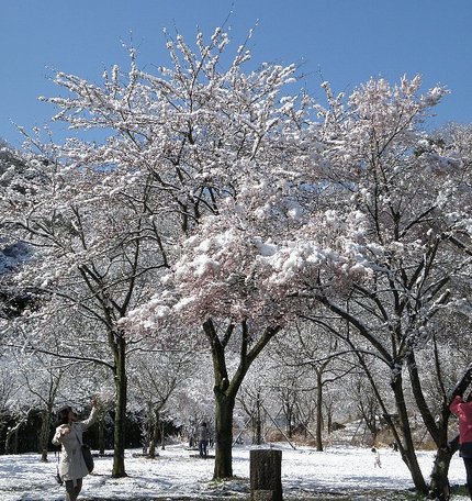 4月15日　高知にも雪が降りま...