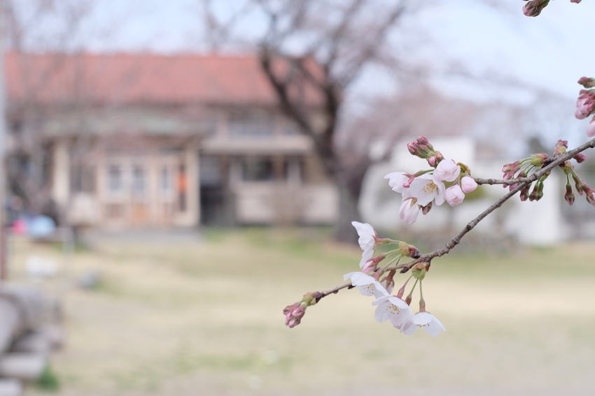 桜はのんびり見たい