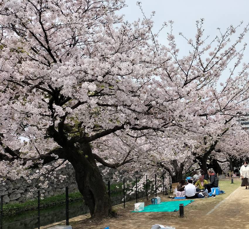 「桜の花は、短い一生を全力で輝...