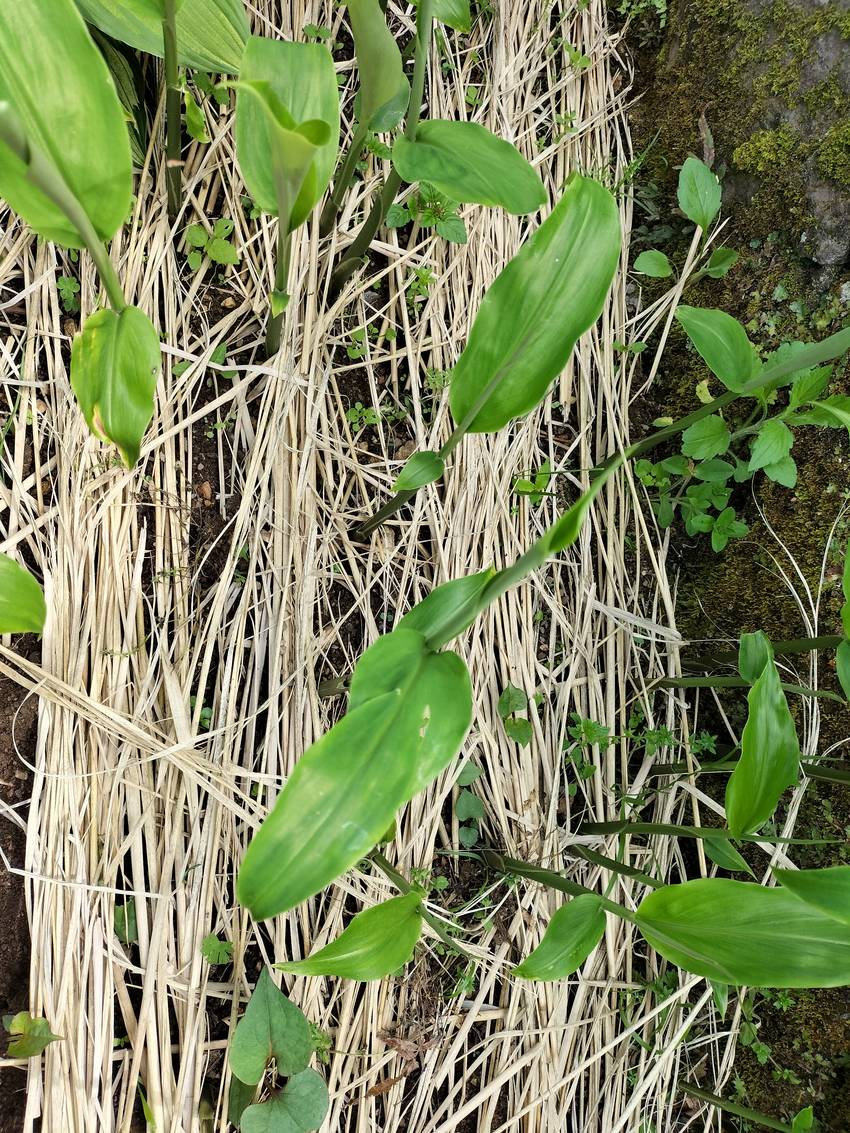 「茗荷谷駅」の由来を調べたら、...