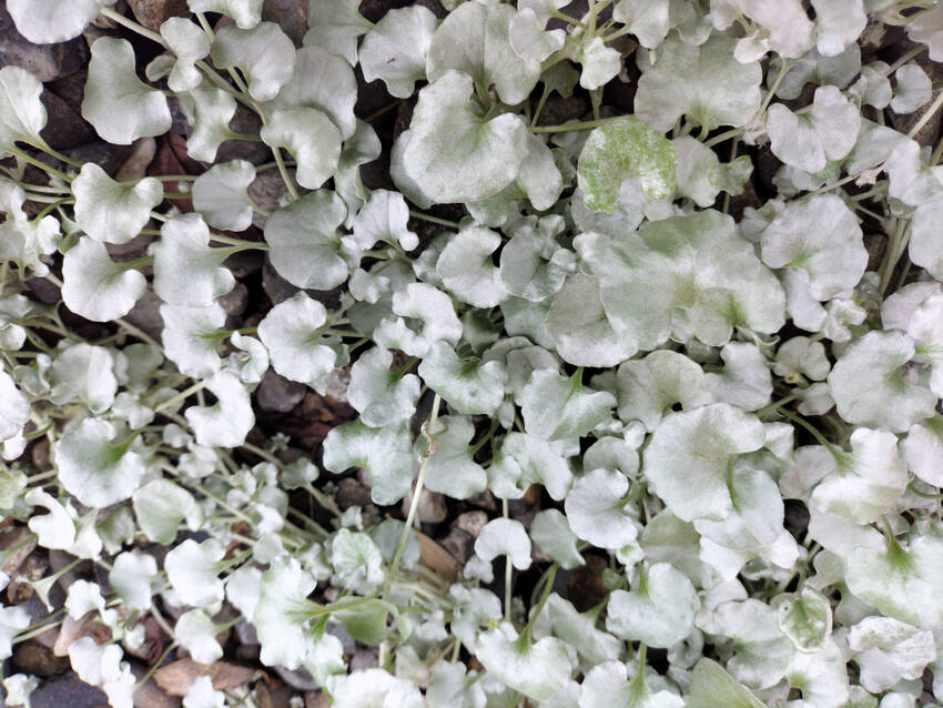 白っぽい葉が美しい人気のシルバ...