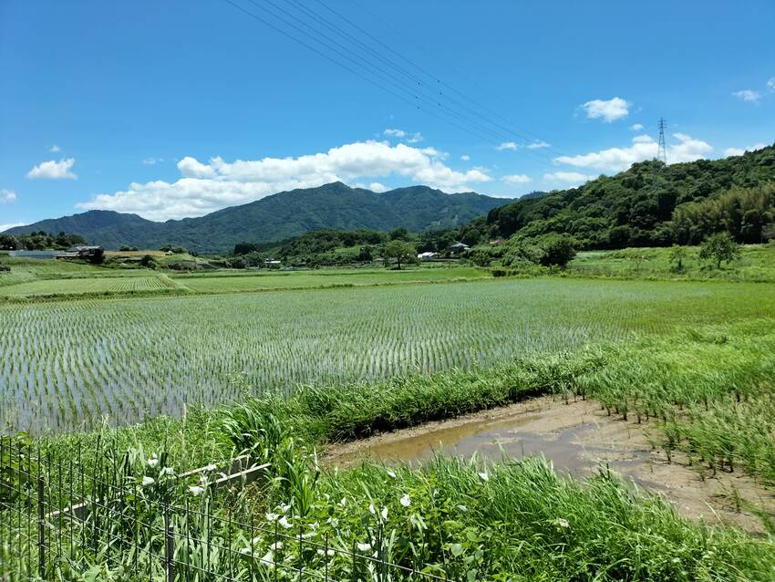 目の中が緑色に染まりそう、私の...