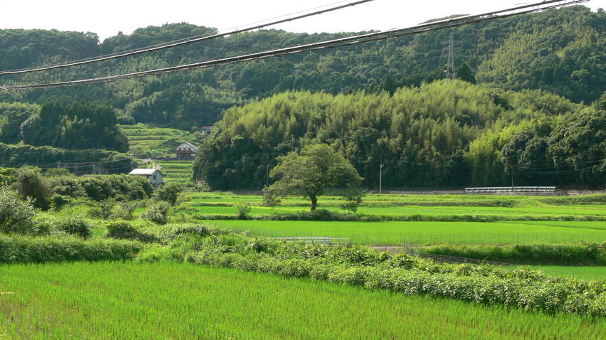 大きな木の手前に道らしきものが...