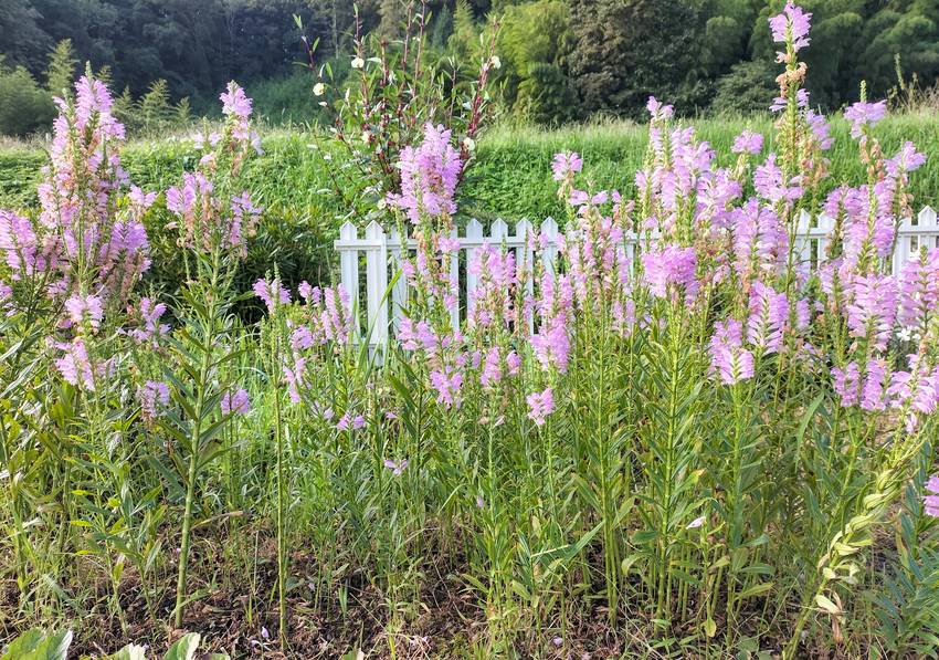 何の花か分かりません。植えっぱ...