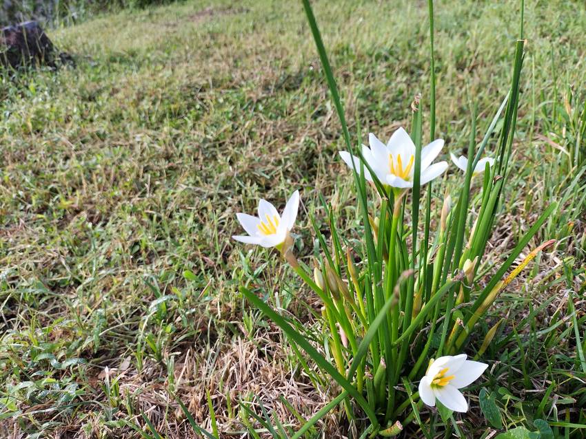 芝刈り機がないので、不揃いで清...