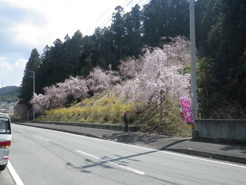 神山さくら会の活動が凄い