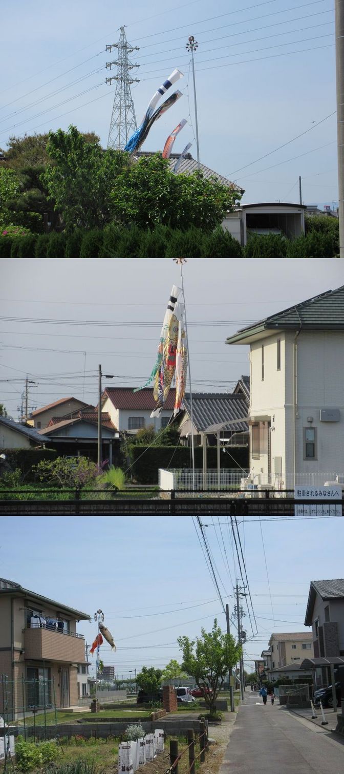 五月の空に鯉泳ぐ！