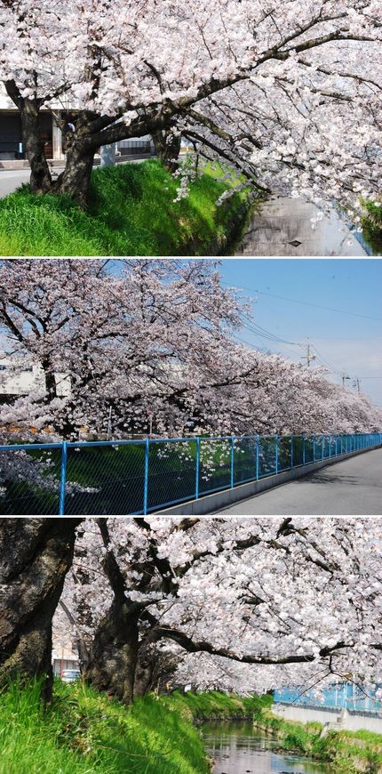 千間堀川の桜