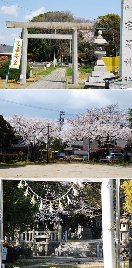 西成校区の桜