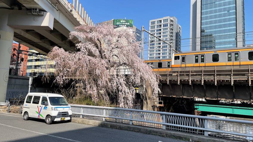 東京　一部の桜がさいています。...
