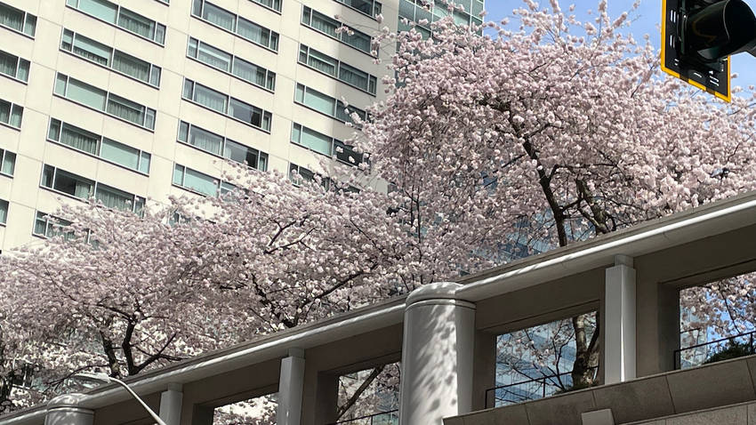 シアトルは桜が満開です。