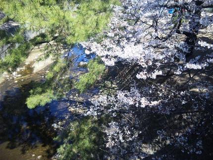 夙川駅からの桜（今）