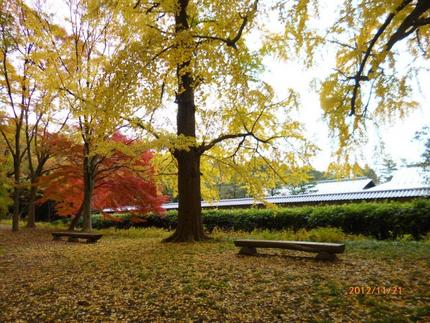 京都の紅葉