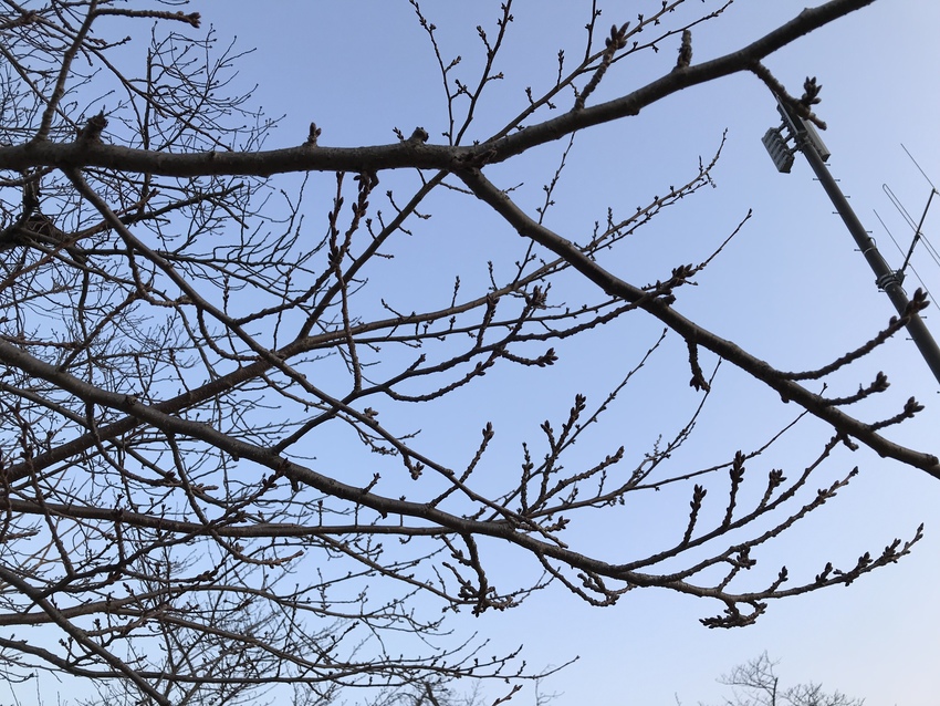 松の内公園桜