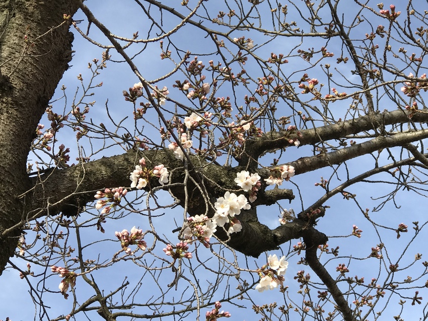 松の内公園の桜