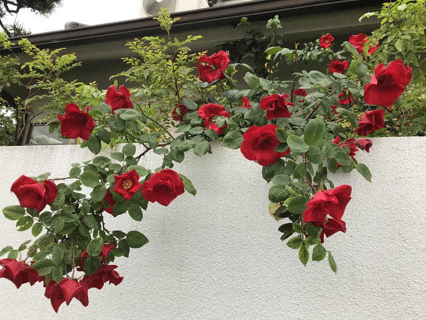 赤が綺麗でした　よその家の花