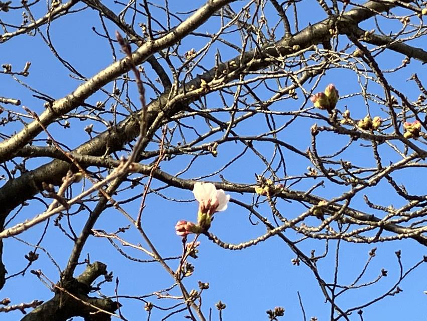 昨日の松の内公園　　桜