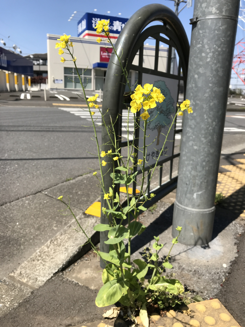 交差点のコンクリートの隙間から...