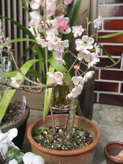 鉢植えの桜
